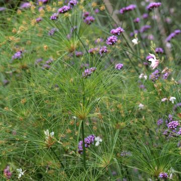 Cyperus papyrus Akhenaton - Papiro