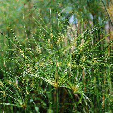 Cyperus papyrus Cleopatra - Papiro