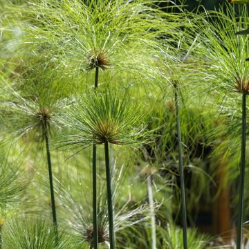 Cyperus papyrus - Papiro