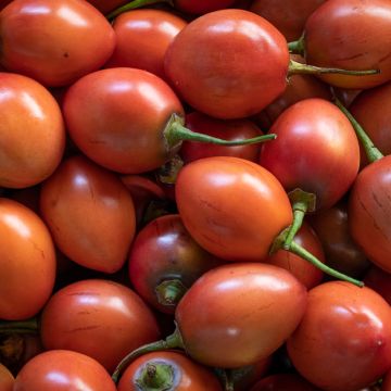 Árbol de los tomates Red - Cyphomandra betacea