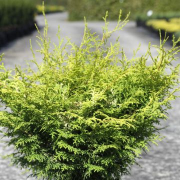 Chamaecyparis obtusa Lucas - Ciprés hinoki