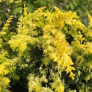 Chamaecyparis obtusa Fernspray Gold - Ciprés hinoki