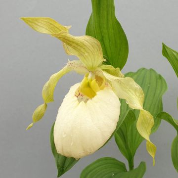 Cypripedium Aki