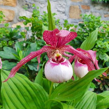 Cypripedium Pinkepank