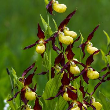 Cypripedium calceolus - Zapato de Venus