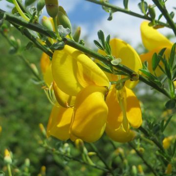 Retama negra Golden Sunlight - Cytisus scoparius