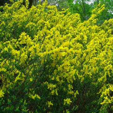 Cytisus decumbens - Ginesta