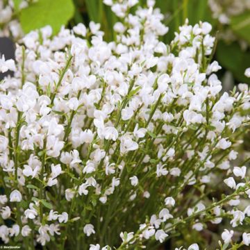 Cytisus praecox Albus