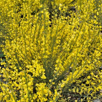 Cytisus praecox Allgold