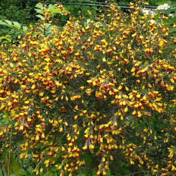 Retama negra Andreanus - Cytisus scoparius