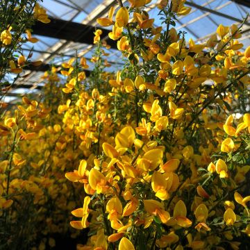 Retama negra Apricot Gem - Cytisus scoparius