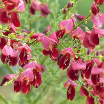 Retama negra Burkwoodii - Cytisus scoparius