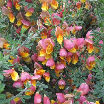 Retama negra La Coquette - Cytisus scoparius