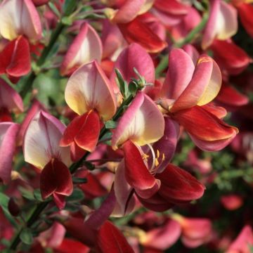 Retama negra Roter Favorit - Cytisus scoparius