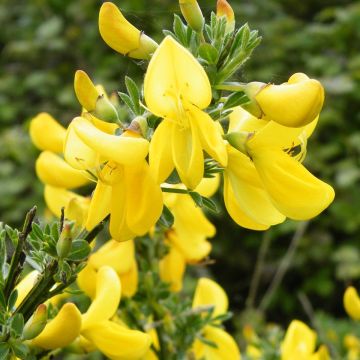 Retama negra Vanesse - Cytisus scoparius