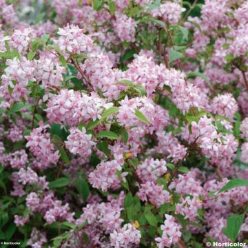 Deutzia hybrida Mont Rose hibrido