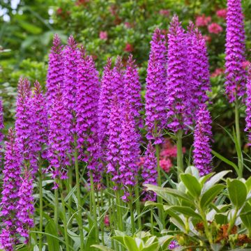 Dactylorhiza foliosa - Orquídea