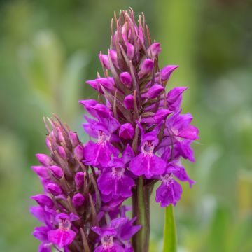 Dactylorhiza praetermissa - Orquídea