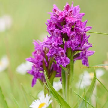 Dactylorhiza purpurella - Orquídea