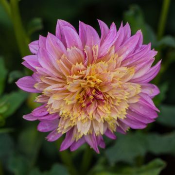 Dalia Flor de Anémona Garden show