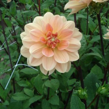 Dalia Apricot Desire