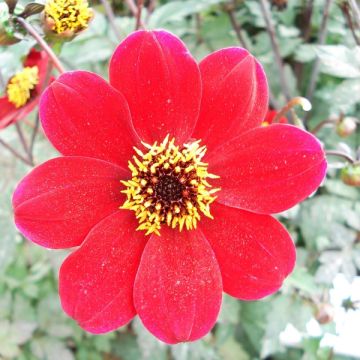 Dalia Flor de Anémona Bishop of Auckland