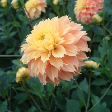 Dalia fimbriata Deep Impact