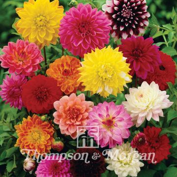 Dalia Giant Hybrids Mixed