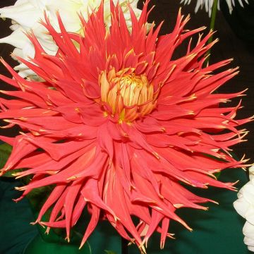 Dalia cactus Showntell