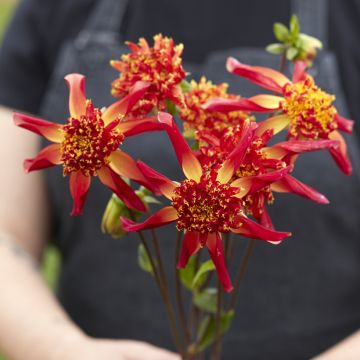 Dalia Flor de Anémona Octopus Sparkle