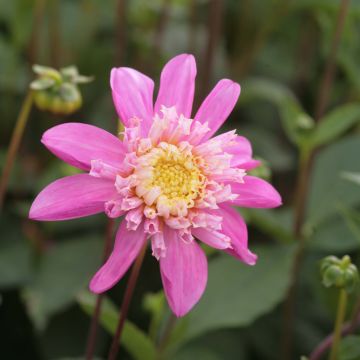 Dalia Flor de Anémona Siemen Doorenbos