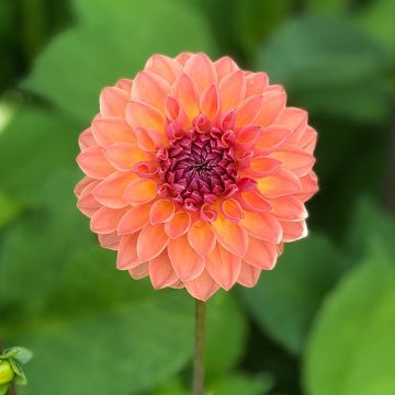 Dalia bola Orange Breeze