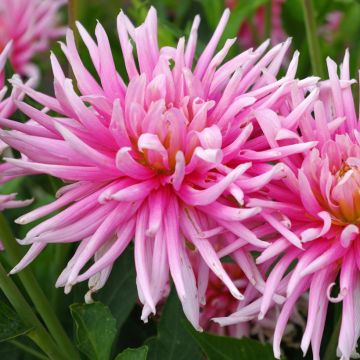 Dahlia cactus Hollyhill Cotton Candy