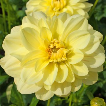 Dalia Glory of Heemstede