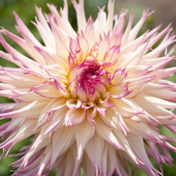 Dahlia fimbriata Caproz Josephine