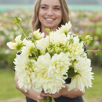 Dalia decorativa Ice Breaker 