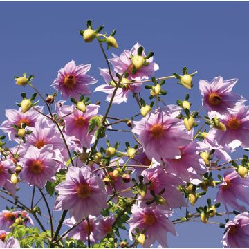 Dahlia imperialis - Dalia catalina