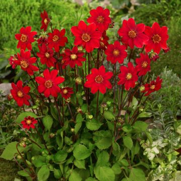 Dalia enana Topmix Red