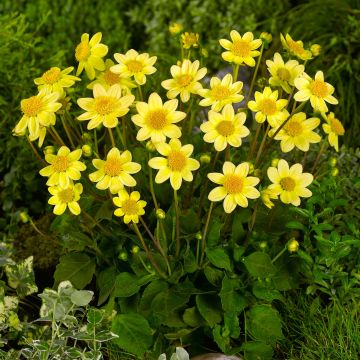 Dalia enana Topmix Yellow