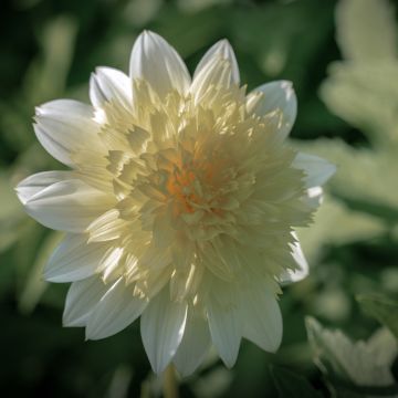 Dalia Flor de Anémona Zahra