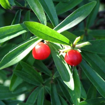 Danae racemosa - Laurel de Alejandría