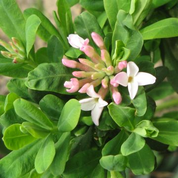 Daphne burkwoodii Somerset