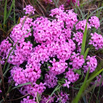 Daphne cneorum - Torvisco de los pirineos