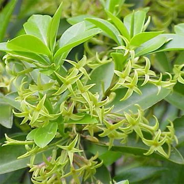 Daphne laureola subsp. philippi