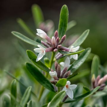 Daphne transatlantica Eternal Fragrance