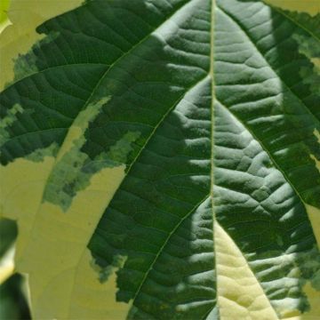 Davidia involucrata Lady Sunshine