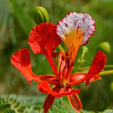 Delonix regia - Flamboyán