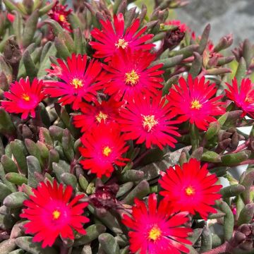 Delosperma Desert Dancers Red - Alfombra rosa