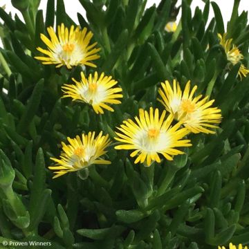 Delosperma Royal Ranger Yellow - Alfombra rosa