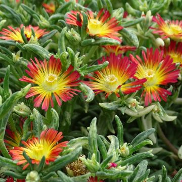 Delosperma Wheels of Wonder Fire - Alfombra rosa